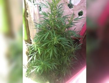 Polícia Militar apreende pé de maconha em quintal de casa em Avaré