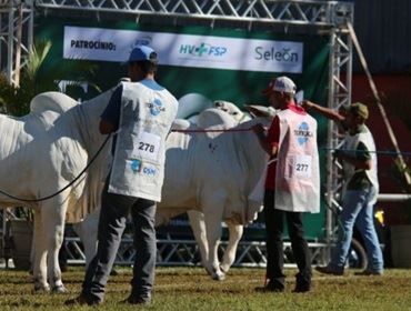 Exponel Avaré 2018: o maior show da pecuária paulista apresenta muitas novidades