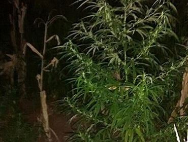 Polícia flagra plantação com 300 quilos de maconha em residência