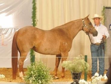 Mercado do cavalo enfrenta bem os efeitos da crise econômica