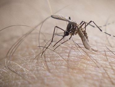 Dengue coloca cidades do interior de São Paulo em estado de alerta