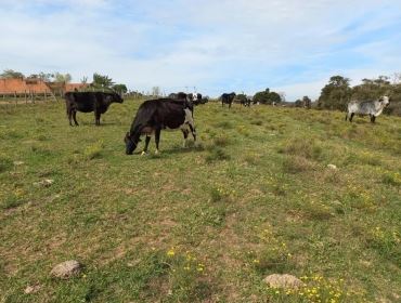 Após denúncia, equipes encontram animais mortos e bovinos em situação de maus-tratos em sítio