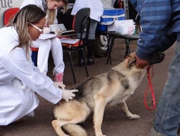 Vacinação contra Raiva Animal começa no dia 19 na zona urbana