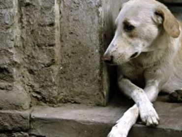 Cachorros soltos no Costa Azul: Uma Negligencia do Poder Público