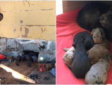 Bombeiros resgatam filhores de cães em prédio abandonado