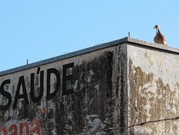 Tecnologia consegue afastar pombos de unidades de saúde