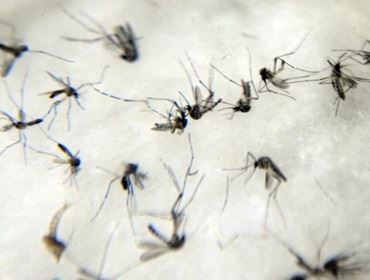 Brasil vive tríplice epidemia de vírus transmitidos pelo Aedes aegypti